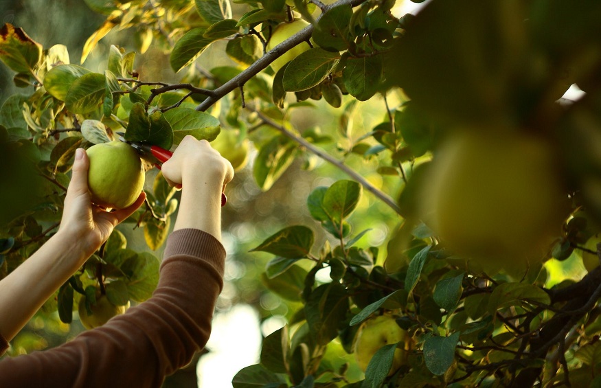 harvest the fruit,