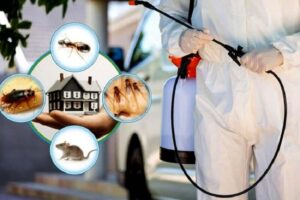 professional pest control services