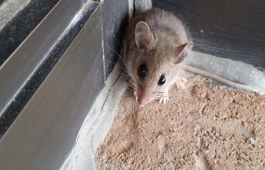 Survival Skills of Mice